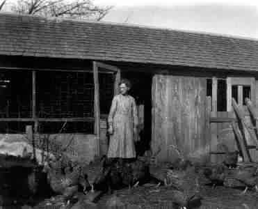 Jennie Crawford and her Plymouth Rock chickens