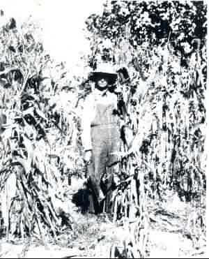 Woodrow in a cornfield