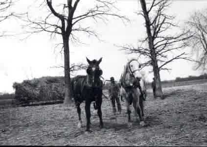 Woodrow Crawford with horses