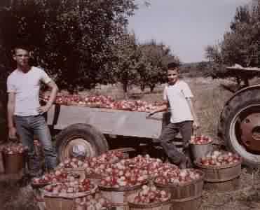 Albert and Allen bringing in the apple harvest